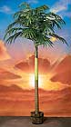 725 Twelve foot King Palm with 14 large fronds