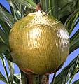 727 Coconut, Large green