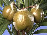 728 Coconut Bunch, 2 small and 1 large green