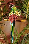 8100 Green Macaw