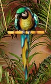 8115 Yellow Macaw