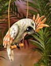 8140 Cockatoo