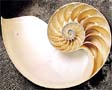 6205 Chambered Nautilus natural, half shell 4.5" - 5"