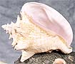 6224 Conch shell 7" - 8"